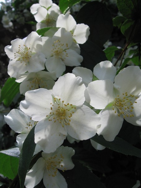 Philadelphus "Mont Blanc"